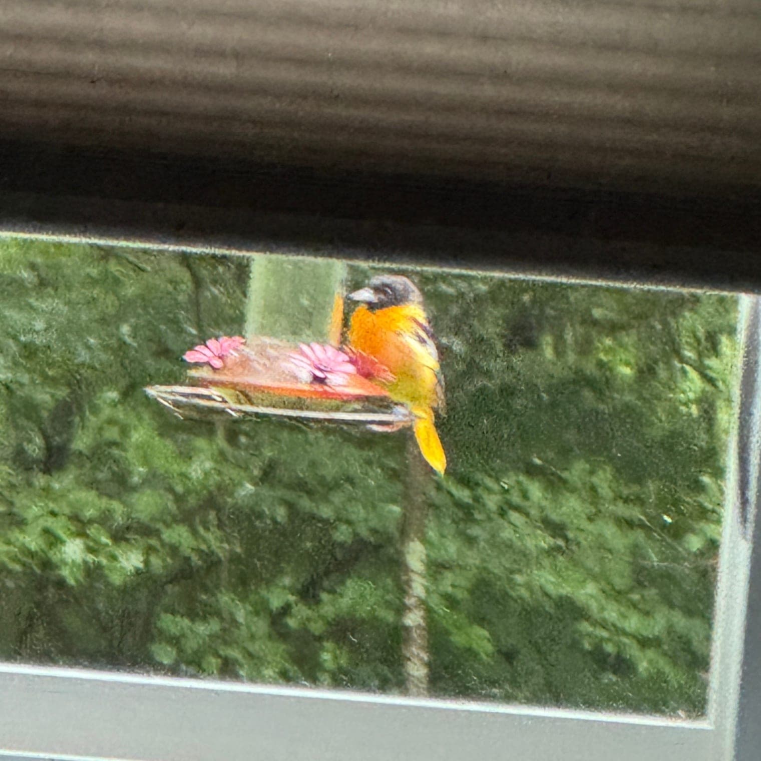 Baltimore Oriole, Jul 7, 2026