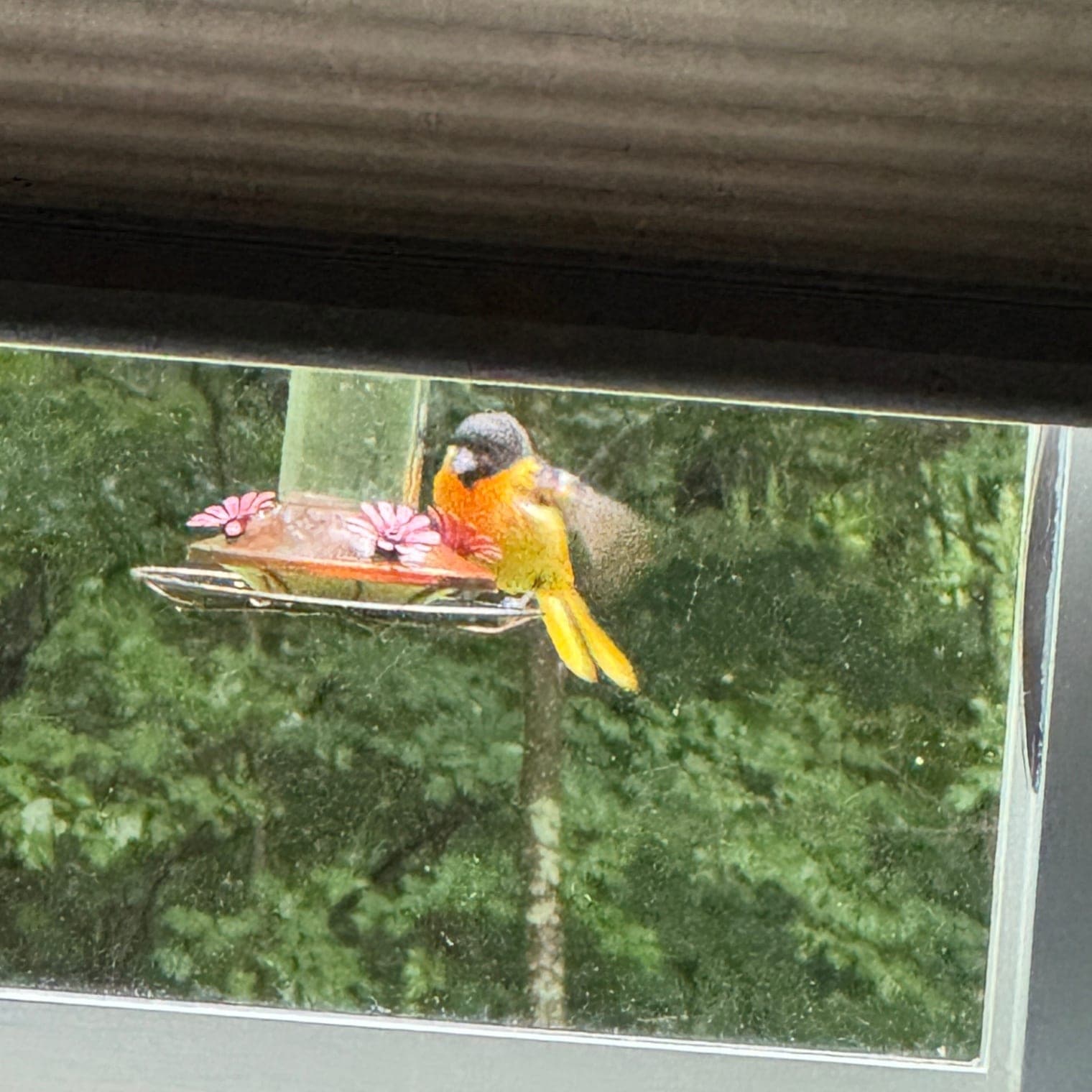 Baltimore Oriole