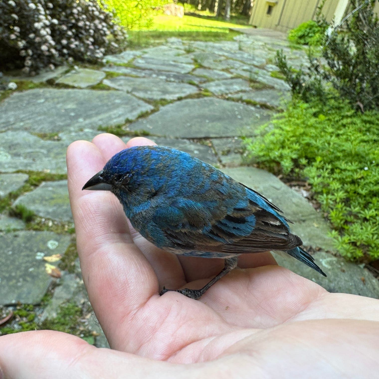 Indigo Bunting, Jun 5, 2026