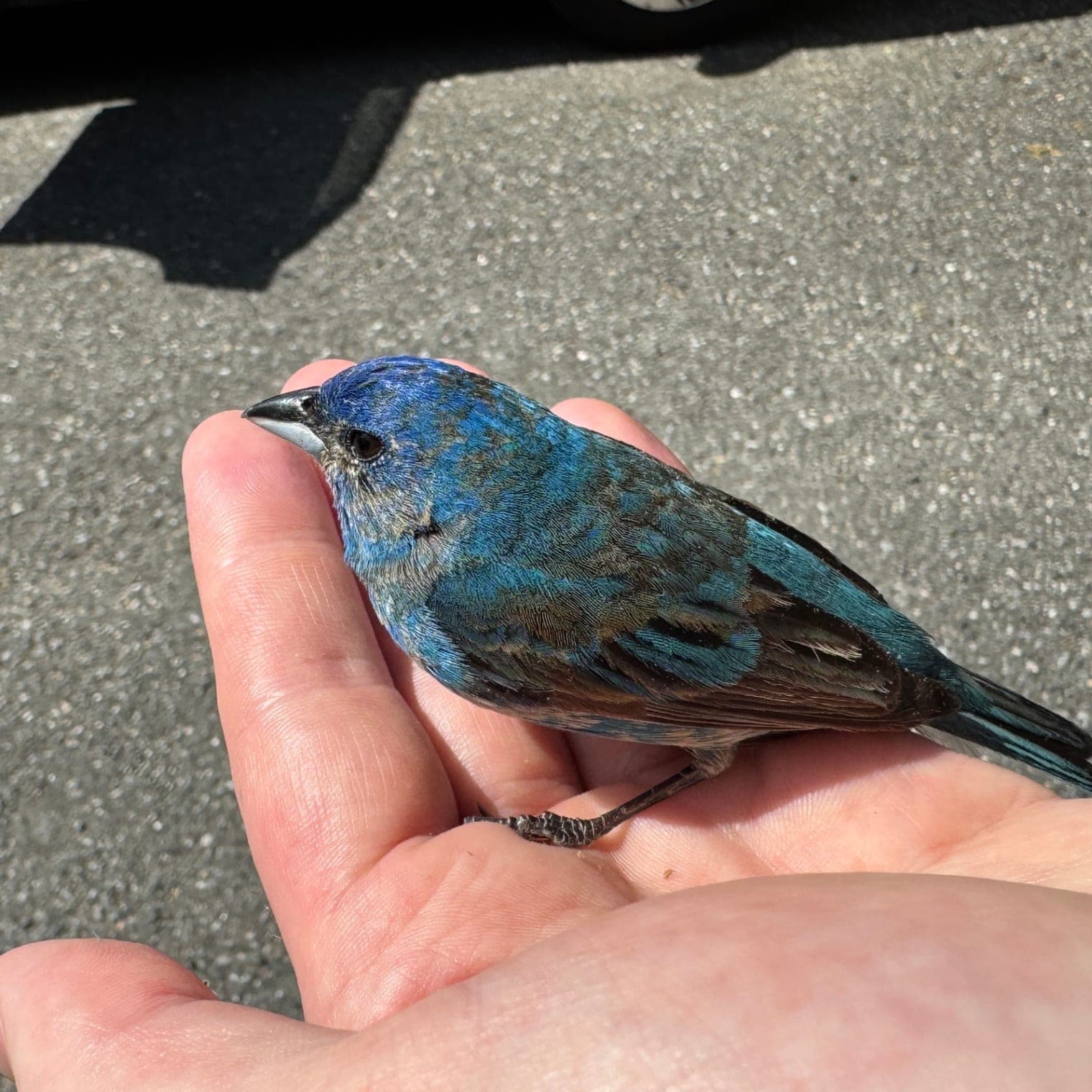 Indigo Bunting, Jun 5, 2026