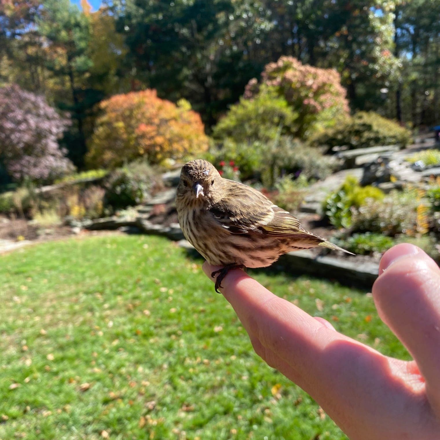 Pine Siskin
